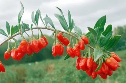 养生泡枸杞,啤酒泡枸杞做法