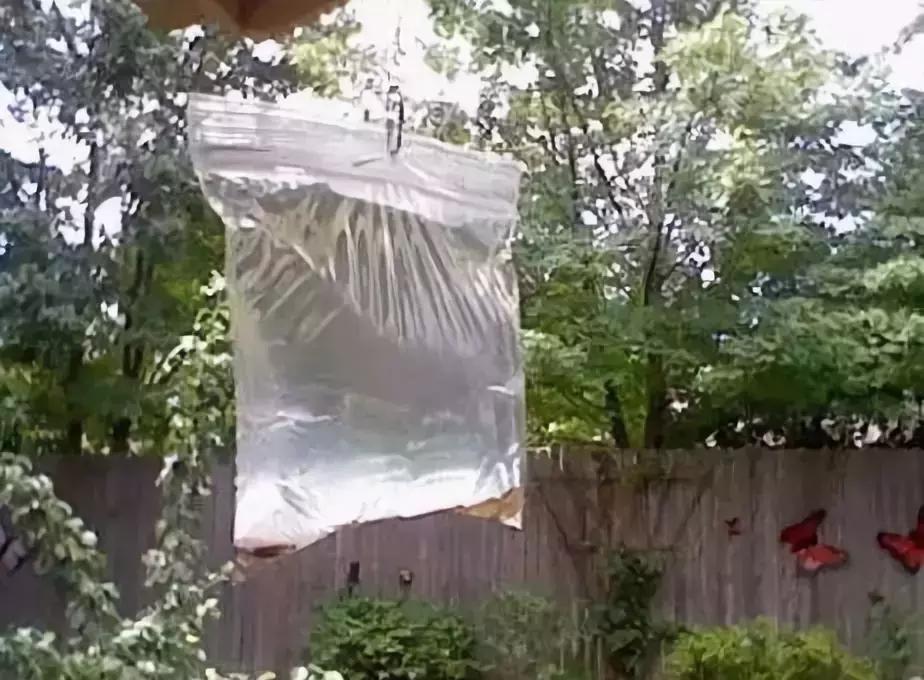 居家除虫小妙招有这5个就够了,家庭花草除虫小妙招