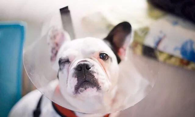 如何养好法斗必知的健康问题,法斗没养好不会爆头吗