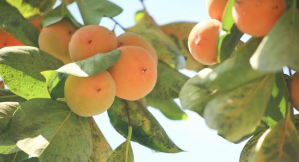 一位老中医透露治疗痔疮穴位秘方,痔疮患者自愈经验分享