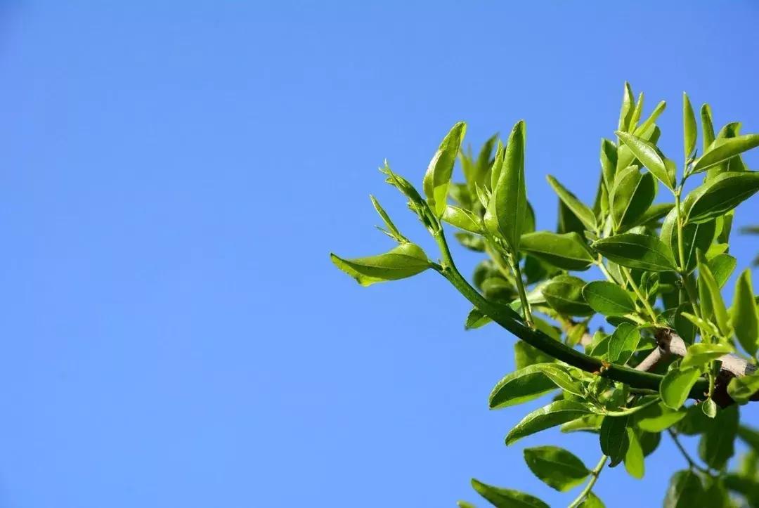 一日不见如隔三秋下一句什么,一日不见如隔三秋用古诗怎么说