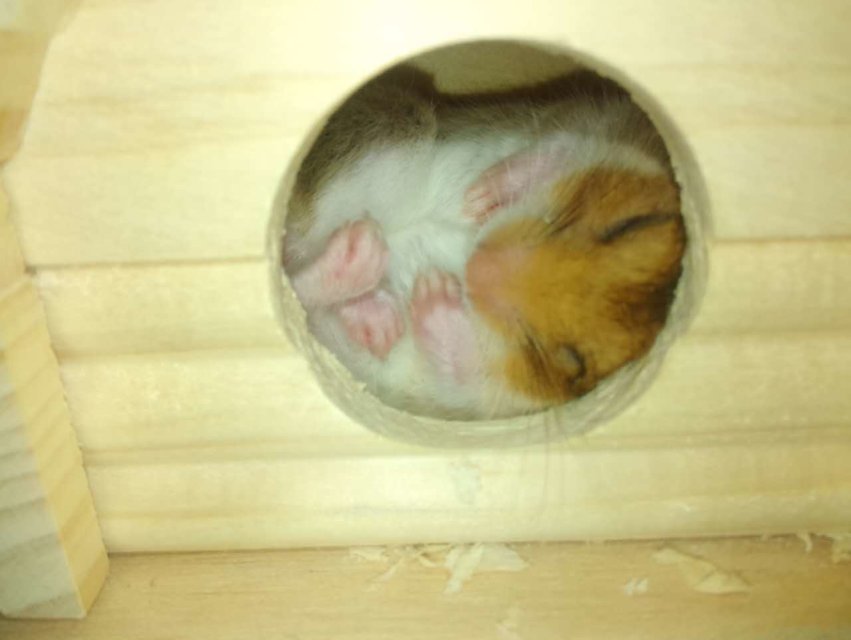 仓鼠各个睡觉姿势解析,解读仓鼠各种睡姿