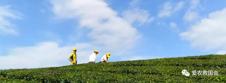 商机处理基本步骤,白叶茶培育