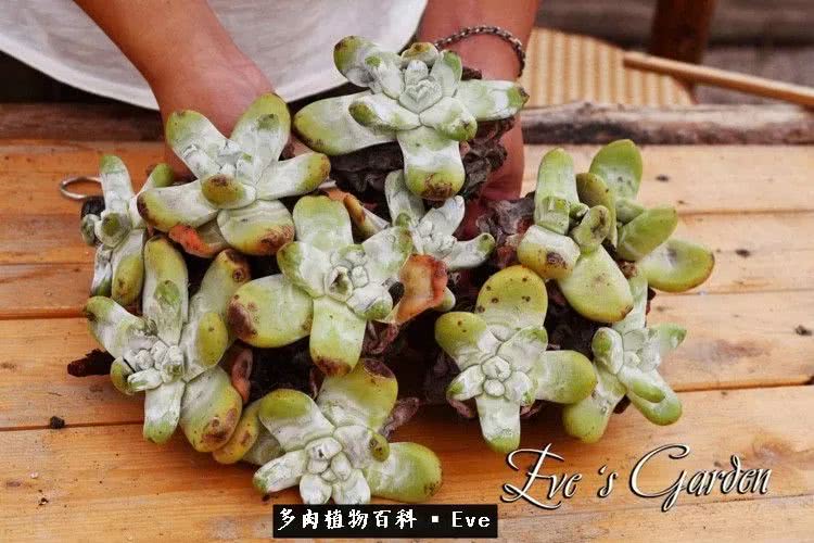 仙女杯多肉夏天大量消耗叶片,多肉植物拇指仙女杯