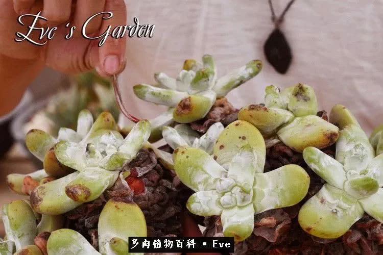 仙女杯多肉夏天大量消耗叶片,多肉植物拇指仙女杯