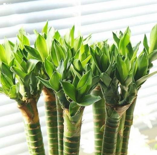 养殖富贵竹叶子黄了怎么办,转运竹叶子发黄怎么办