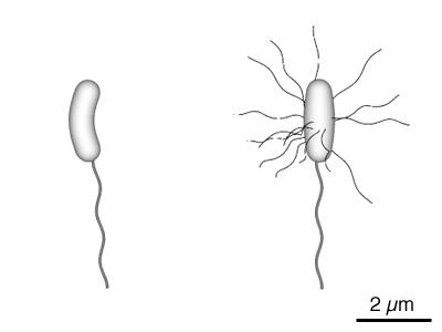 鱼刺戳到手指为什么会感染,被鱼刺扎了会引起感冒吗
