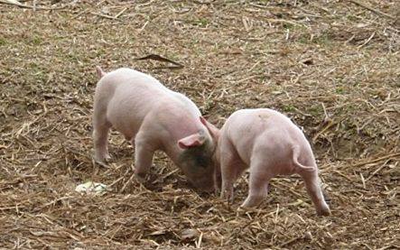 育肥猪打架死亡怎么避免,养猪猪打架咬死怎么解决