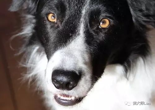 狗狗为了抓痒咬人,狗狗为什么总喜欢咬着牵引绳跑走