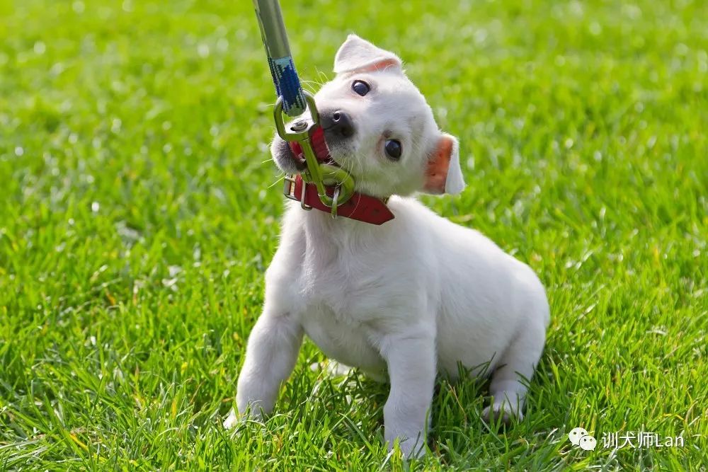两个月狗狗咬牵引绳行为纠正方法,狗狗咬牵引绳行为纠正方法