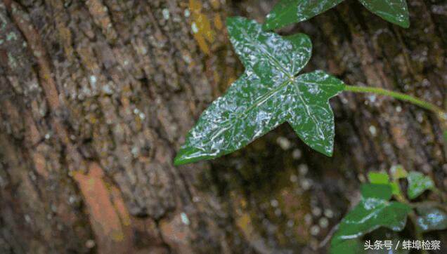 诗词中不一样的雨,诗词中的十三种雨