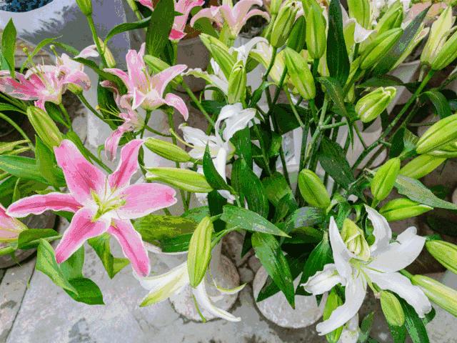 水蜜桃8块一斤,西瓜桃子8元