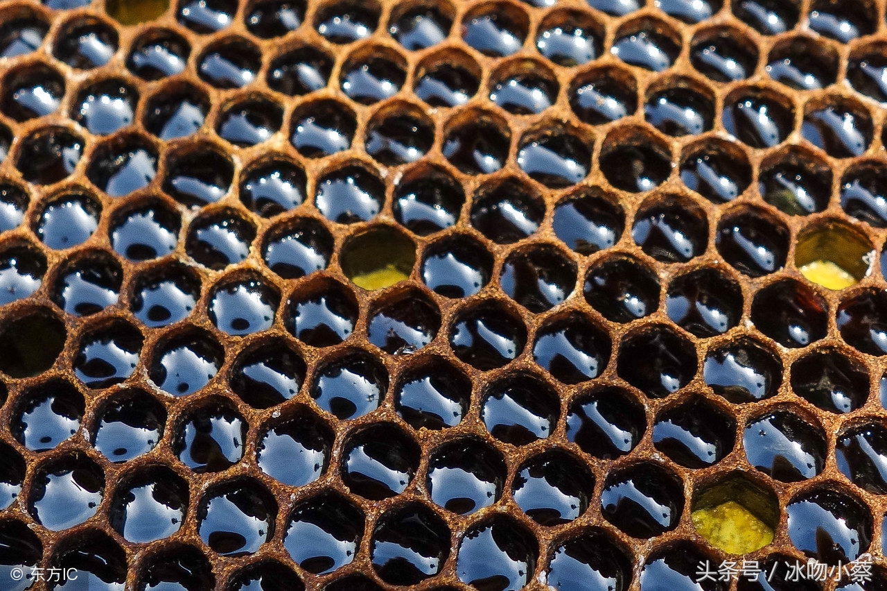 如何正确的喂养蜜蜂呢？蔡师傅细说喂蜂技术