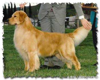 浅色素的罗威纳,陕系罗威纳犬