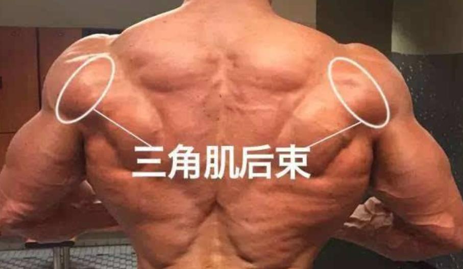 练背怎么练成倒三角,瘦子怎么练倒三角