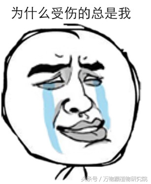 涓栫晫鏉樋鏍瑰环鐗╄祫,涓栫晫鏉壒鏁堣嵂