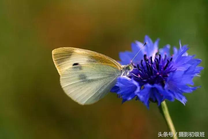 玩摄影必备的3个滤镜,相机微距拍摄模式