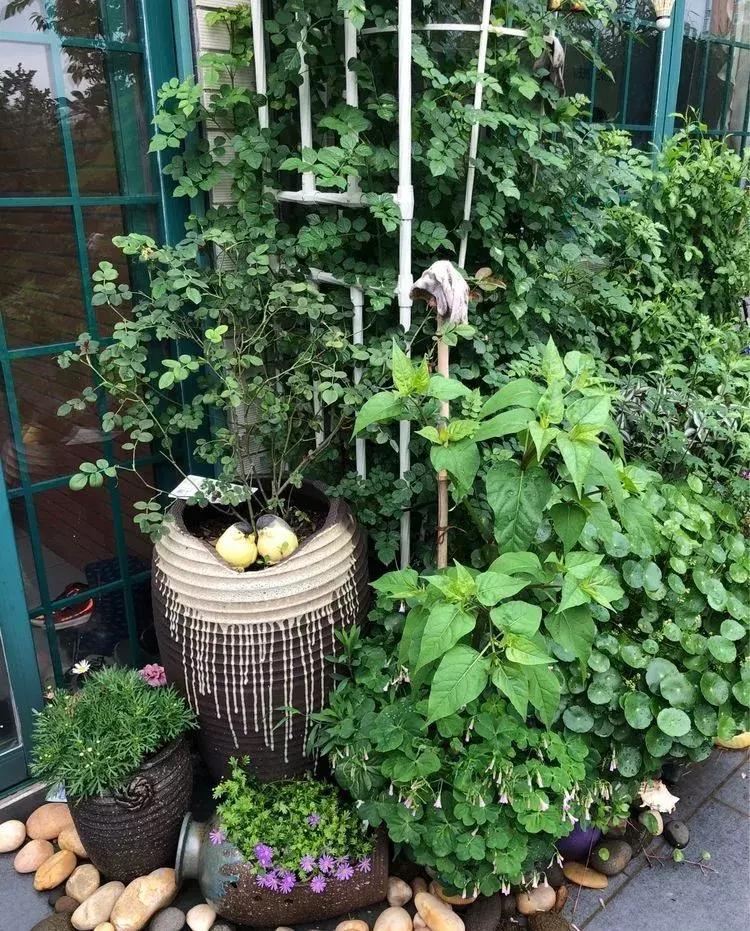 香香的花园自拍杆,香香的花围墙推荐