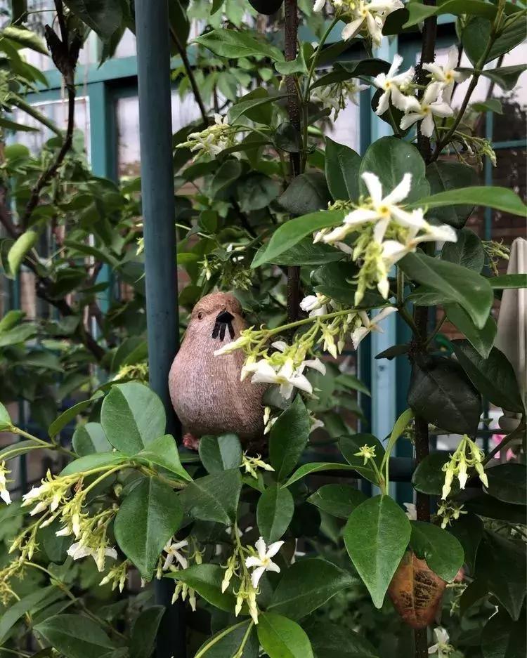 香香的花园自拍杆,香香的花围墙推荐