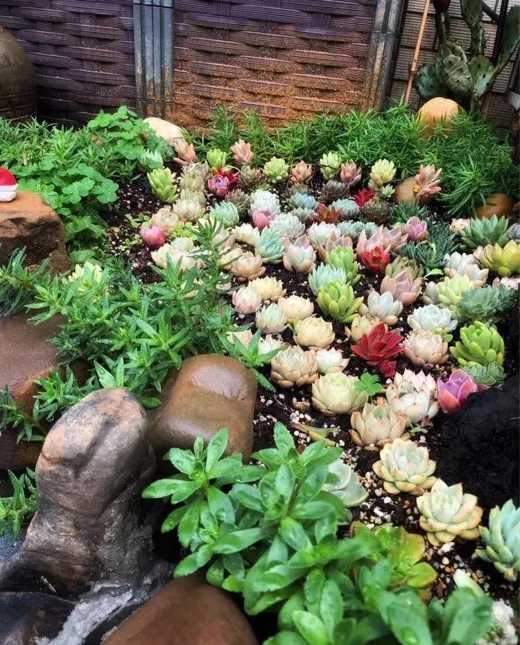 香香的花园自拍杆,香香的花围墙推荐