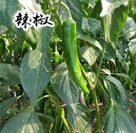 长春附近的农家乐,长春有什么好玩的农家乐