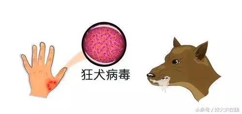 为什么狂犬病致死率是99%,狂犬病为什么不是致死率100%