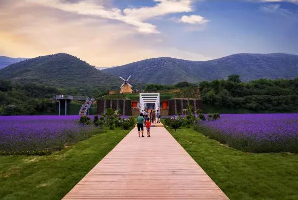 鹿泉春天去哪看花海,鹿泉区花海