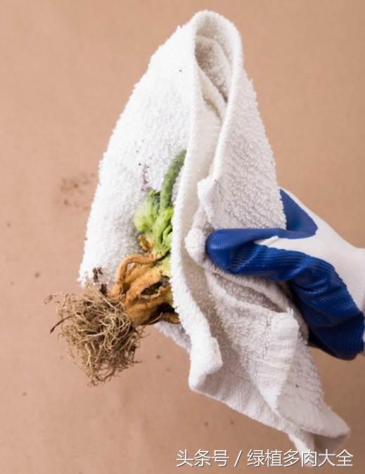 仙人掌刺太多怎么办,仙人掌要怎么预防虫害