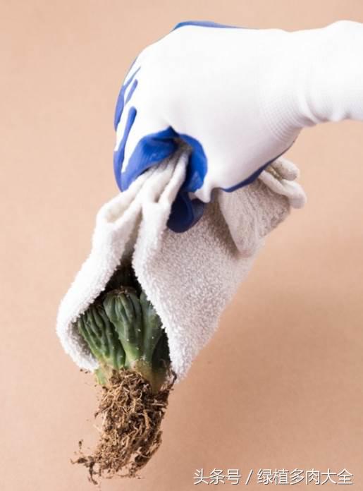 仙人掌刺太多怎么办,仙人掌要怎么预防虫害