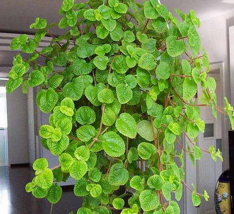 家里养捕蝇草对人体有害吗,家里养吸毒草有什么作用