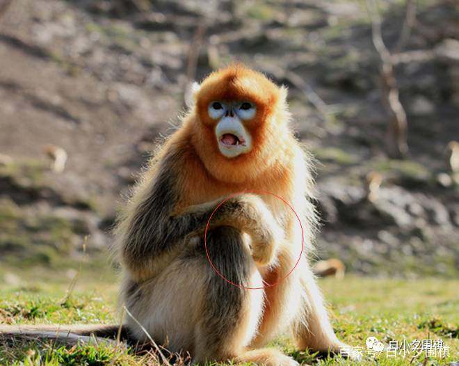 围棋入门知识介绍,围棋全部围棋术语