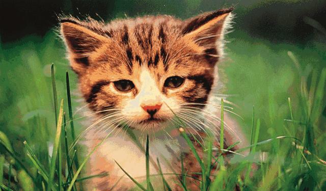 悲伤｜家长盲目矫正孩子“远视”酿成苦果！