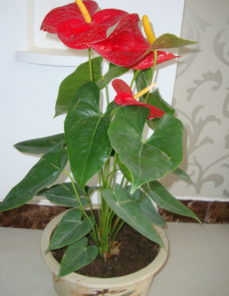 养花一定要养的3种植物,家庭养花应该关注哪些事项