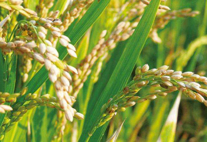 水稻得了白穗病怎么办？哪些原因引起的？该怎么防治？