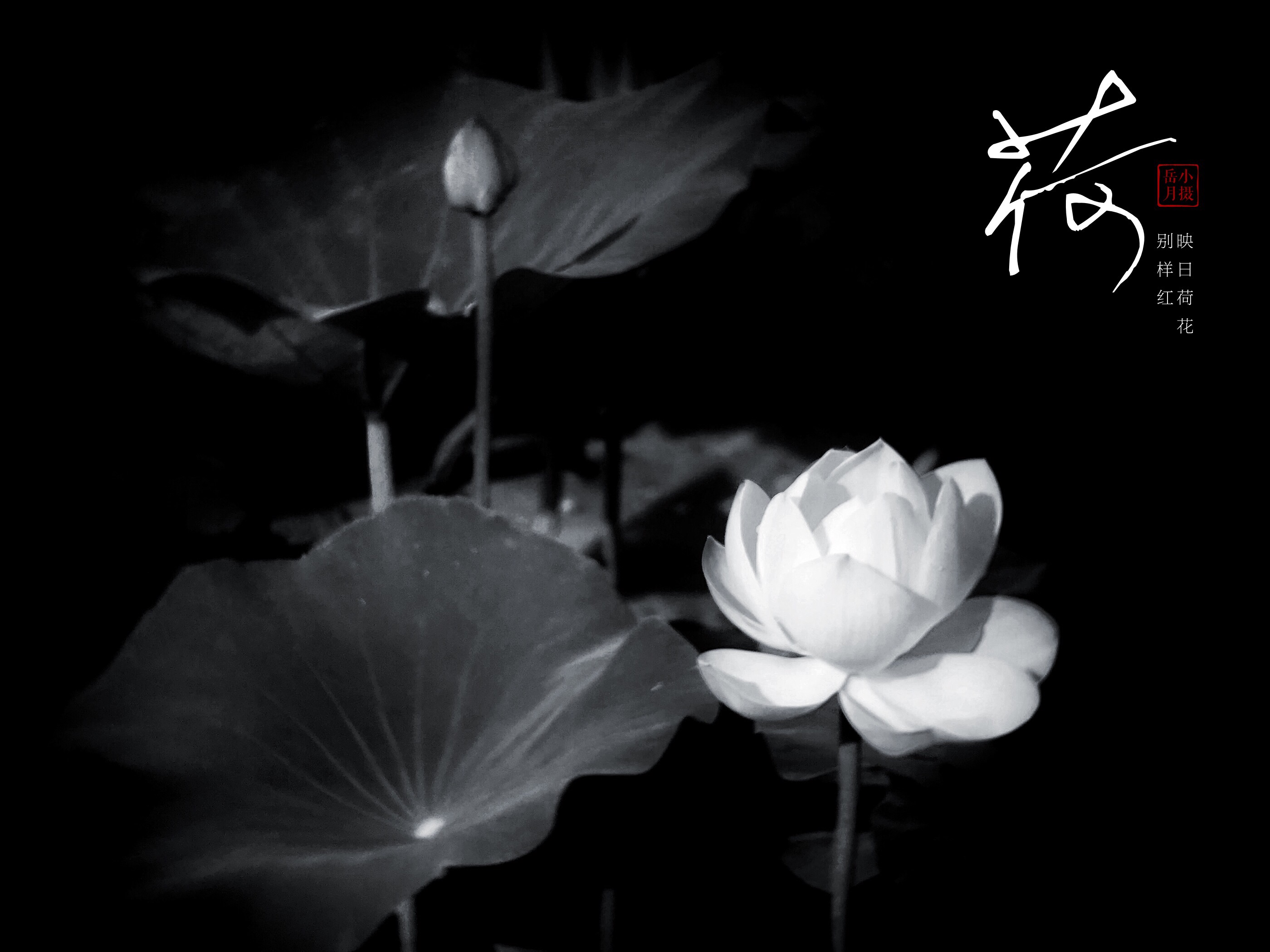 5个技巧拍出超有意境的荷花照,手机拍摄荷花最好的参数