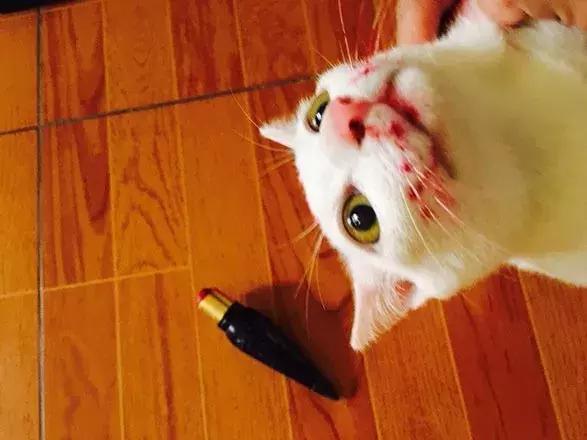 猫咪对主人发狠攻击态势怎么办,猫咪对主人发狠攻击可以打吗