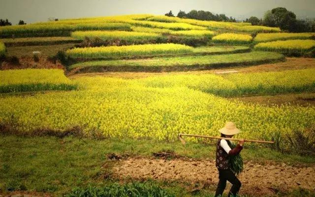 家庭农场农业贷款怎么申请,农业合作社免息贷款