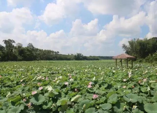 我荷你心莲心——海南省邮政分公司精准帮扶美香村脱贫侧记