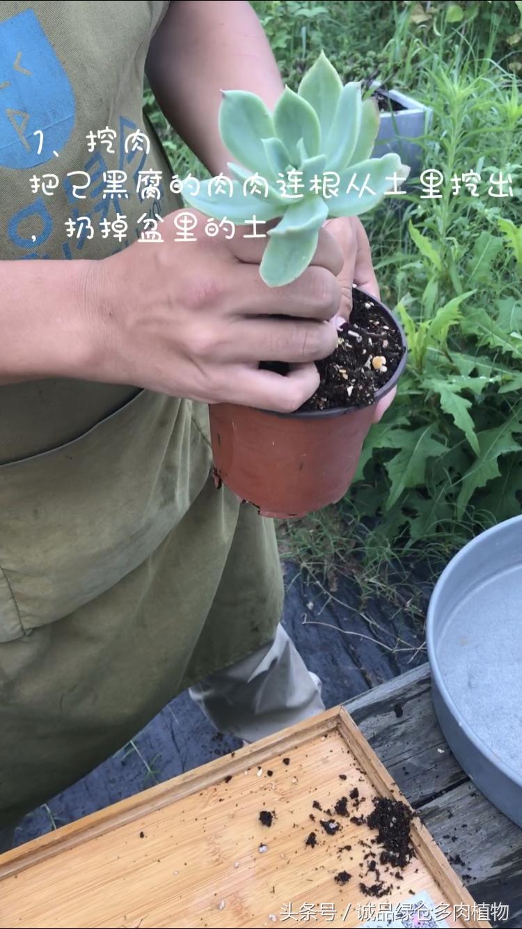 鑲夎倝鏍归儴榛戣厫鎬庝箞闃叉不,鑲夎倝寰椾簡榛戣厫濡備綍鎷晳