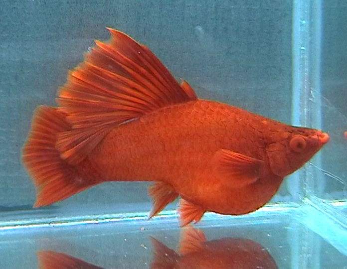 红箭鱼苗怎么喂食,红箭球鱼怎样挑选