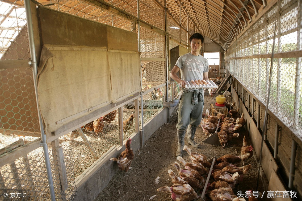 院子里灭蚊子苍蝇最有效的方法,饭店蚊子苍蝇多怎么办有何妙招