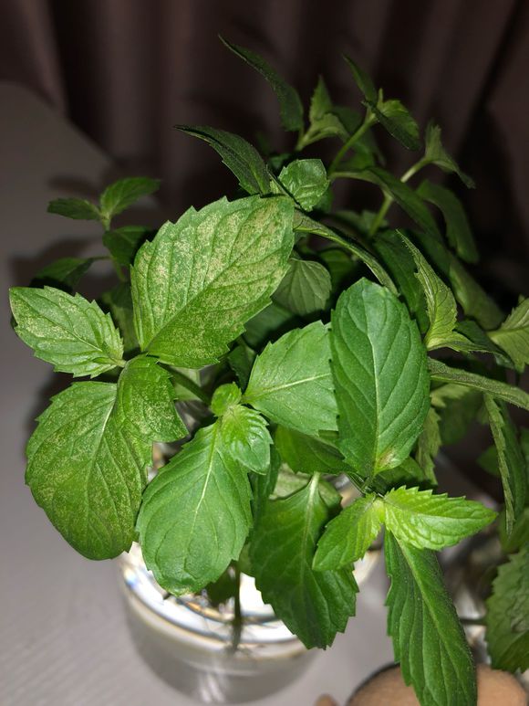 水养薄荷发黄发蔫用什么办法,薄荷叶子发黑怎么补救