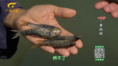 巴马的神秘之处,巴马不解之谜