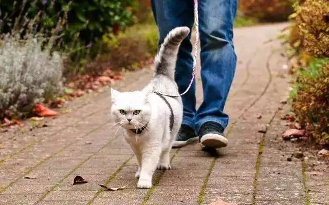 从来没出过家门的猫咪可以出门吗,从来没出过门的猫咪能带出去玩吗