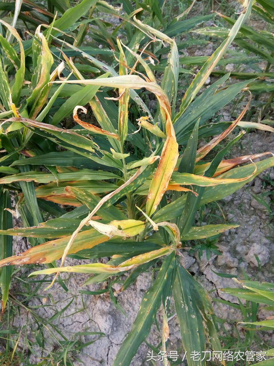 生姜黄叶干叶用什么药治,生姜种植卷叶死棵用什么药