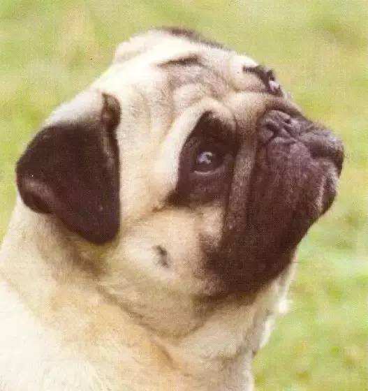 巴哥犬驱虫的用量,巴哥犬的配对方法