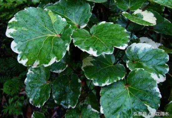 福禄桐绿植花卉,福禄桐防烂根