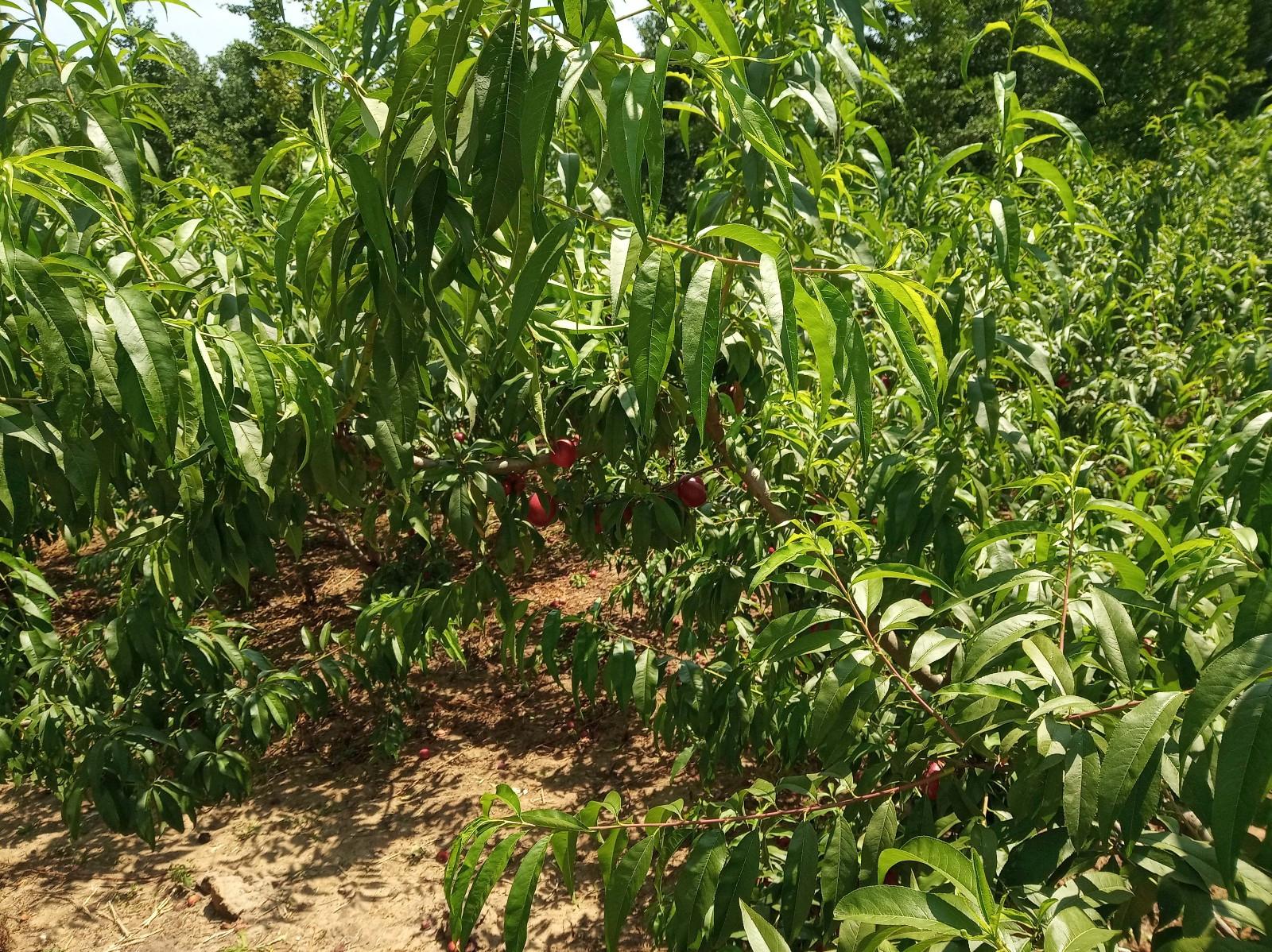 小米红米手机推荐最新,红米6和小米6哪个好