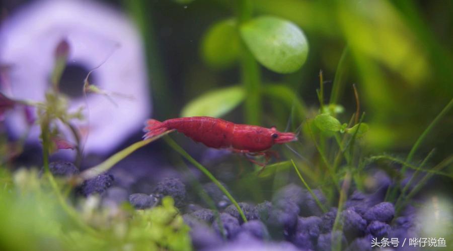 观赏虾观赏鱼,玩观赏鱼的阶段