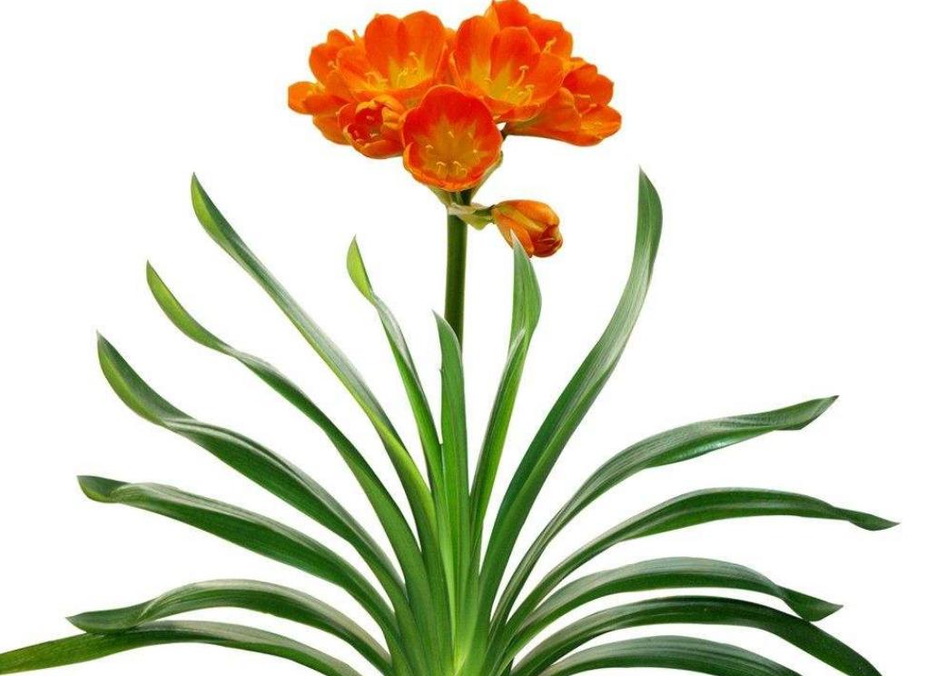 君子兰根长得慢,君子兰下垂不直